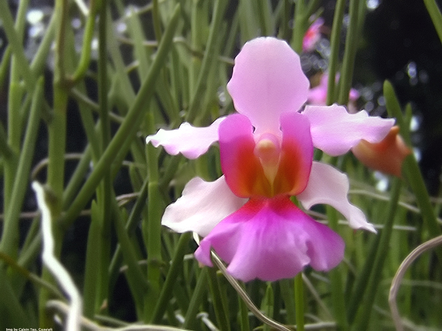 Vanda Miss Joaquim